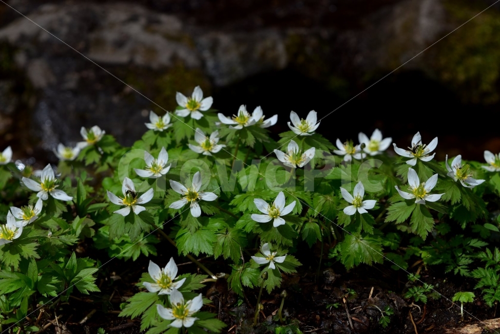 모데미풀,봄,야생화,꽃,청태산,강원도,봄꽃,고산야생화,감성,wildflower,산꽃,봄야생화,계곡,이끼,꽃말,슬픈추억,아쉬움,MegaleranthissaniculifoliaOhwi,금매화아재비,운봉금매화,식물,자연,식생,생태,식물,자연,plants,nature,꽃,flower