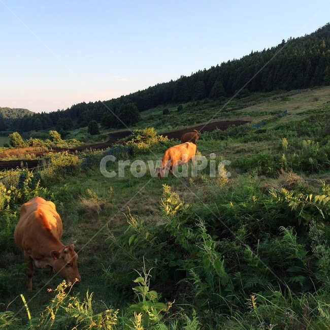제주도,오름,동물,한우,소,누렁이,황소,자연,nature,animal,jeju,자연,풍경,nature,landscape,동물,animal,포유류,mammal,산업,industry,industrial,목축업,목장,livestock farming,ranching,pasture,field,들,outdoors,옥외,grassland,목초지