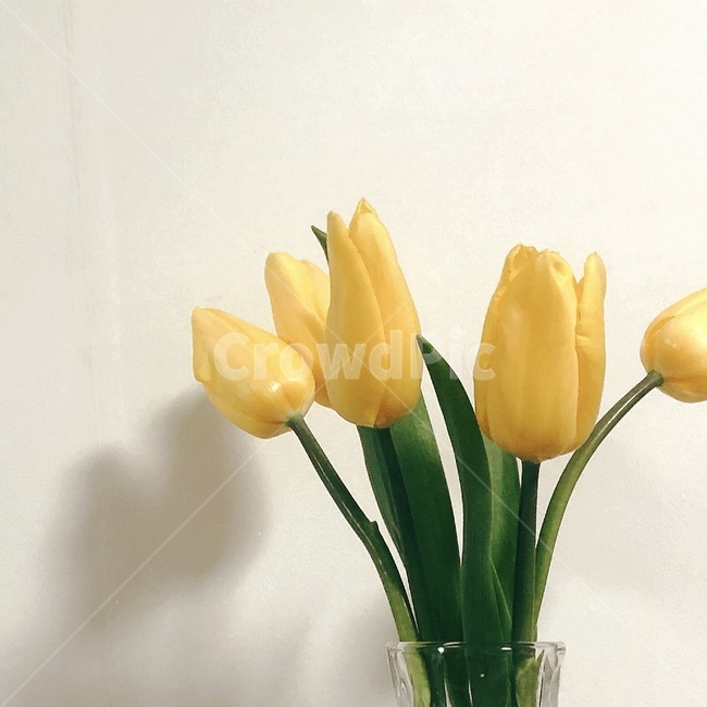 튤립,노란색,노란튤립,꽃,식물,plant