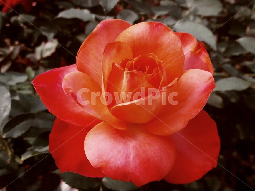 꽃,자연,그린,내추럴,초록,green,natural,장미꽃,주홍색,rose,배경,배경이미지,배경화면,식물,자연,plants,nature,꽃,flower