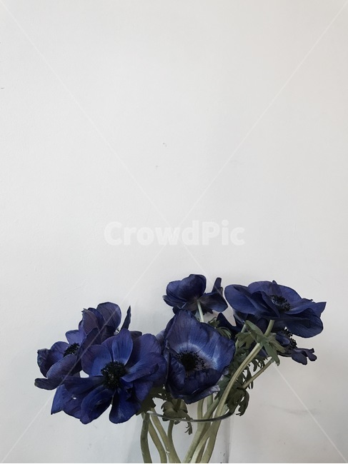 식물,plant,blossom,꽃,제라늄,flower