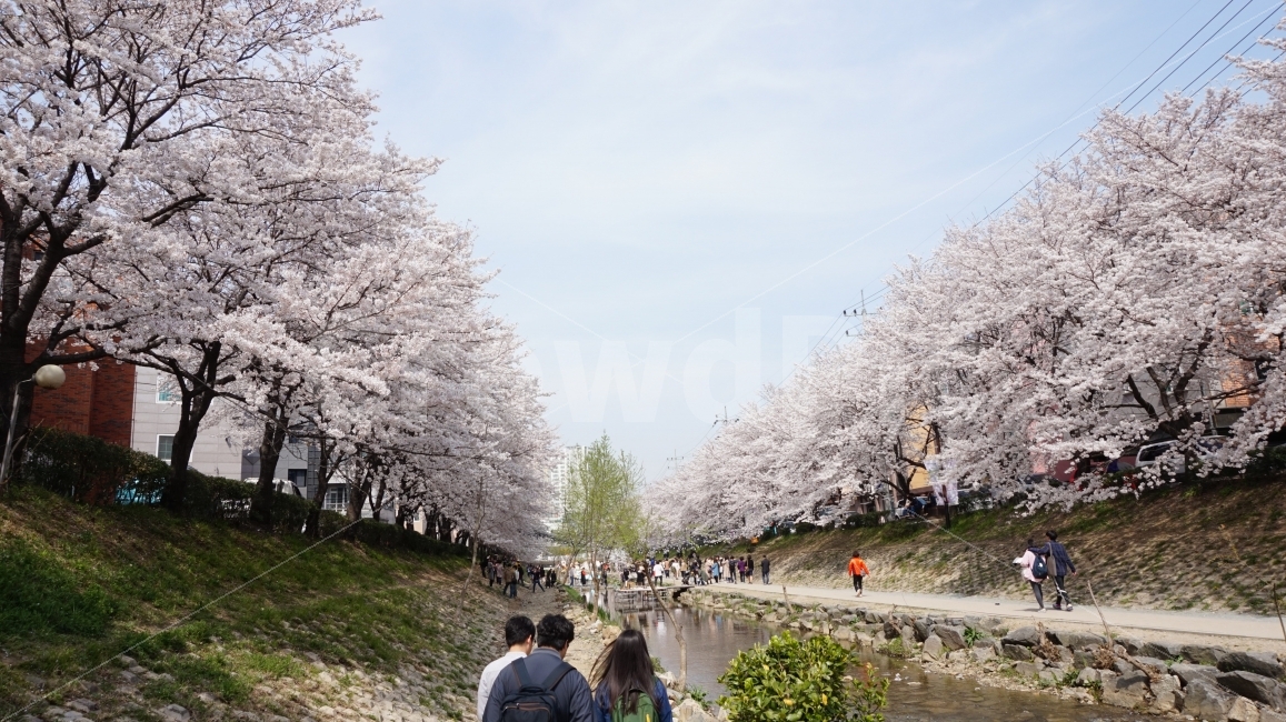 벚꽃,무거천,울산,무거동,ulsan,하늘,sky,sunny,맑음,자연,풍경,nature,landscape,봄,계절,spring,season,plant,식물,blossom,꽃,flower,cherry blossom