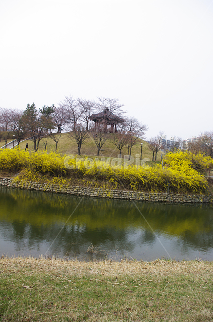 호수,나무,공원,식물,plant,봄,spring,계절,개나리,봄꽃,풍경,봄,계절,spring,season,자연,풍경,nature,landscape,water,물,outdoors,옥외,land,땅
