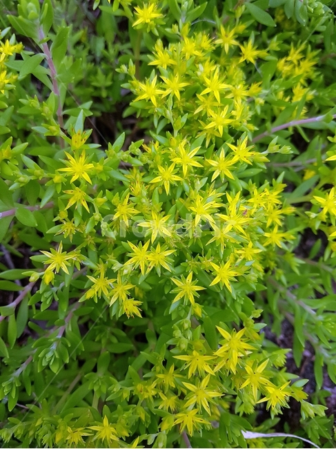 wildflowers,plant,sprouts,sprout flower,flower