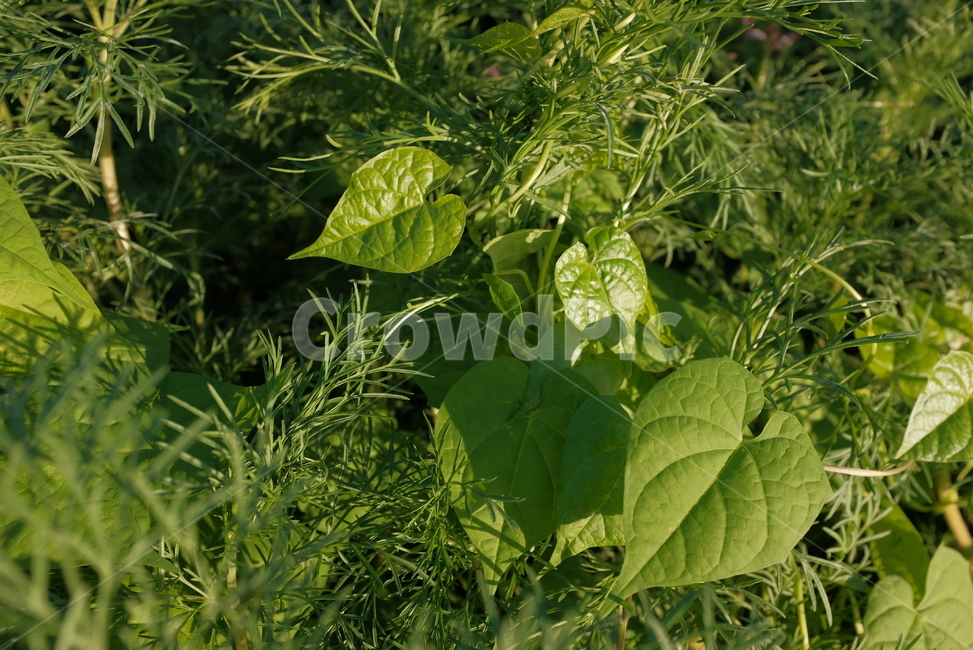 식물,잎,풀,연두,초록,여름,식물,자연,plants,nature
