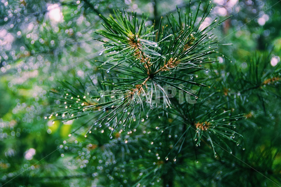 소나무,빗방울,물방울,색감,rain,색채,감성,색상,식물,자연,plants,nature,휴식,힐링,rest,relaxation,healing
