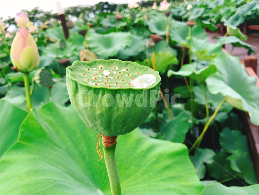꽃,자연풍경,봄,여름,식물,연꽃,연잎,식물,자연,plants,nature
