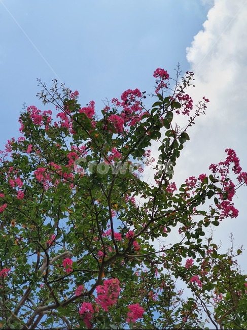 배롱나무,백일홍,하늘,나무,식물,cloud,sky,구름,꽃,자연,natural,진분홍색,초록색,하늘색,흰색,plant,식물,자연,plants,nature,꽃,flower