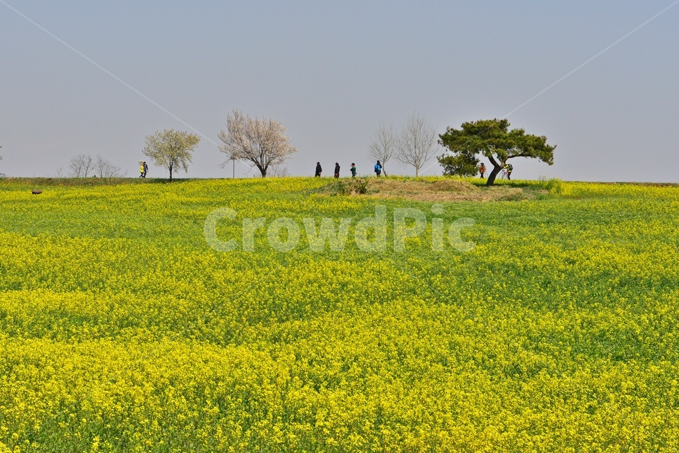 전북,고창,청보리밭농원,학원농장,유채밭,유채꽃,봄,계절,field,들,grassland,outdoors,옥외,nature,자연,rural,농촌,farm,농장,meadow,목초지,human,인간,person,사람