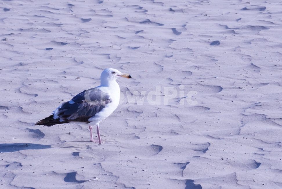 animal,갈매기,동물,bird,새,seagull