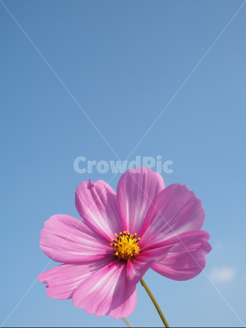 plant,식물,flower,꽃,blossom,petal,꽃잎,코스모스,가을,계절,fall,autumn,season,식물,자연,plants,nature,꽃,flower
