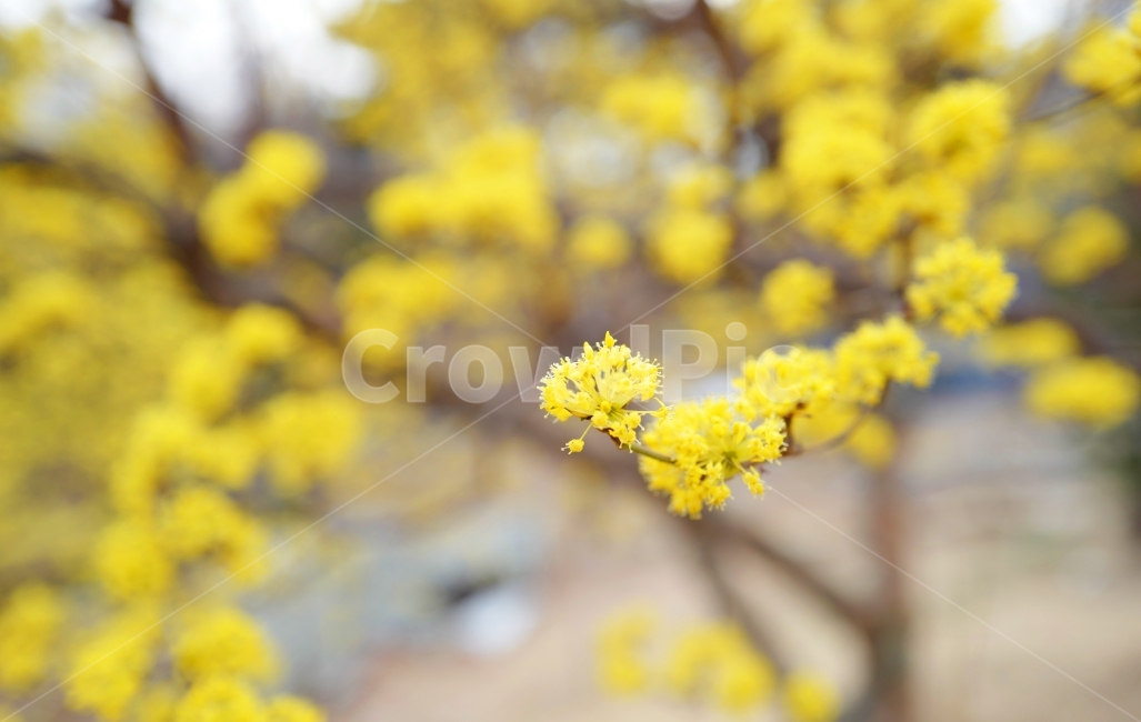spring,spring flowers,Cornus officinalis,yellow flower,flower