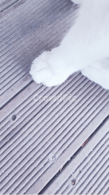 고양이,동물,cat,귀여운,고양이발,털,fur,foot,흰색고양이,animal,동물,animal,포유류,mammal,고양이,cat,kitten,kitty