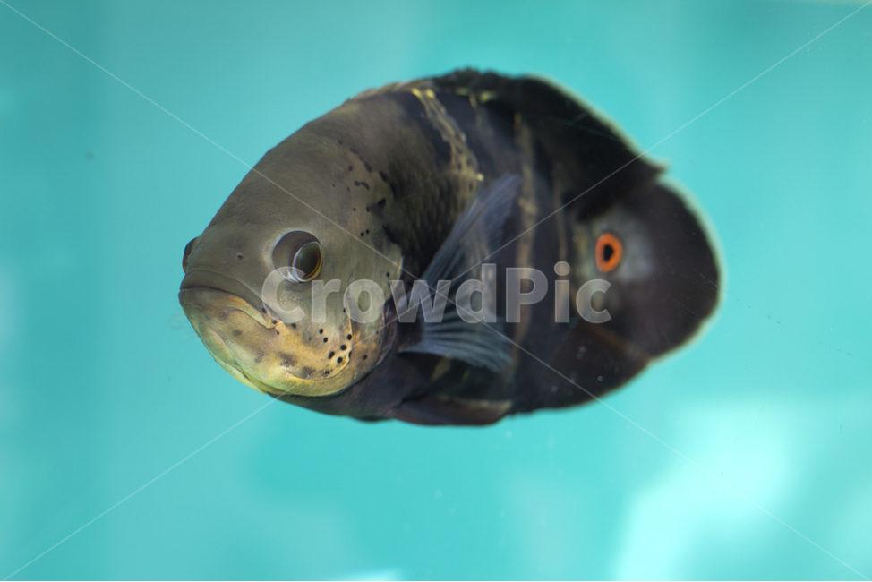 물고기,오스카,열대어,수중,수족관,위장,위장술,동물,animal,어류,물고기,fish