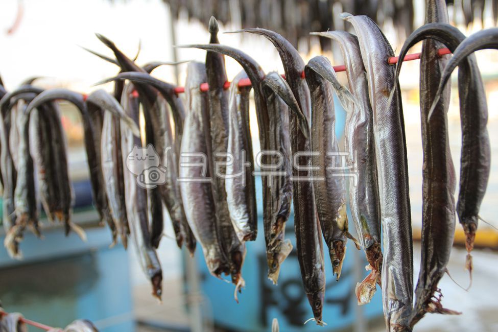 물고기,fish,청어,꽁치,과메기,말리기,생선,덕장,바닷가,항구