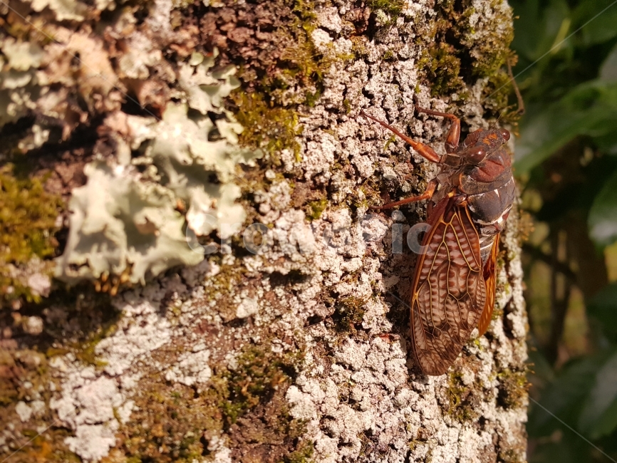 곤충,매미,매미사진,디자인소스,여름,동물,animal,곤충,벌레,insect,bug