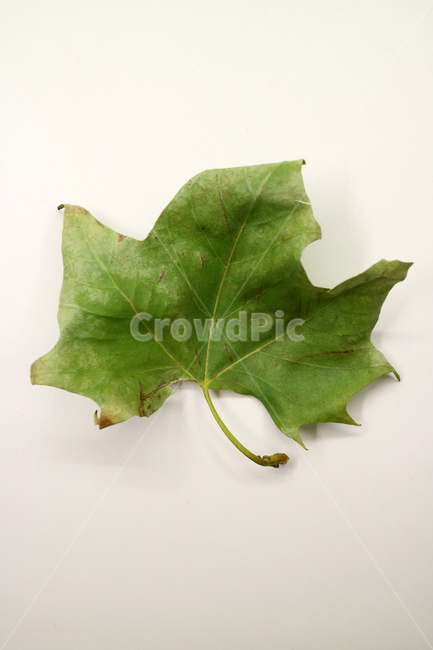 낙엽,가을,나뭇잎,잎,잎사귀,오브젝트,누끼,계절,식물,자연,낙엽잎,fallenleaves,deadleaves,가을낙엽,가을,계절,fall,autumn,season,leaf,plant,maple leaf,단풍잎