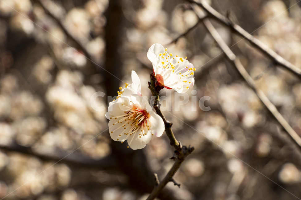 매화,매화꽃,백매화,plumblossom,whiteplumblossom,봄꽃,식물,plant,봄,계절,spring,season