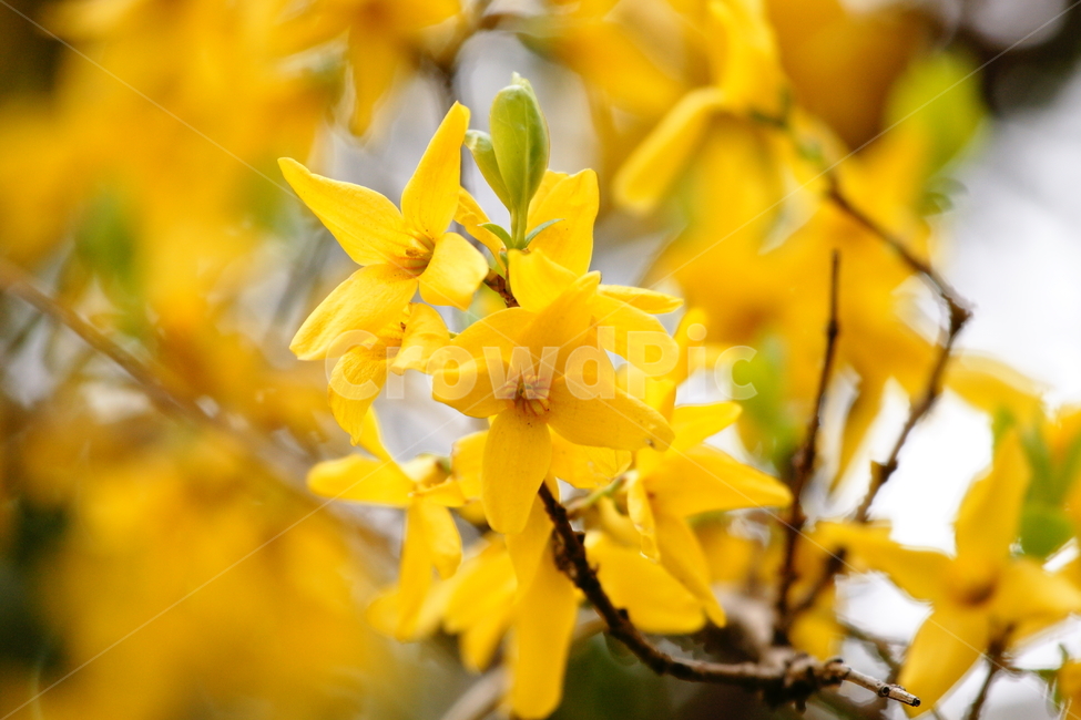개나리,노란꽃,노란색,꽃,나무가지,봄,봄,계절,spring,season,식물,자연,plants,nature,꽃,flower,plant,blossom