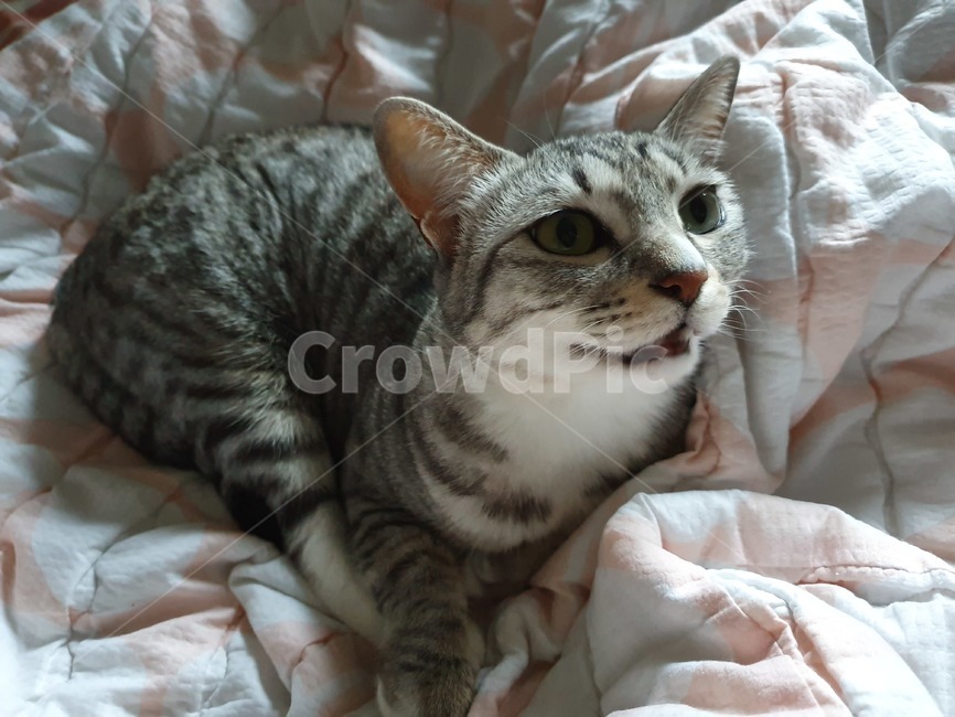 고양이,cat,코숏,반려동물,집냥이,코리안숏헤어,동물,고양이표정