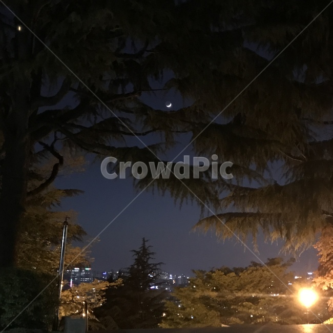 밤,달,나무,배경,night,moon,자연,풍경,nature,landscape,야경,밤,nightscape,night,식물,plants,나무,trees,wood,tree,plant,fir,전나무,light,빛,flare,플레어