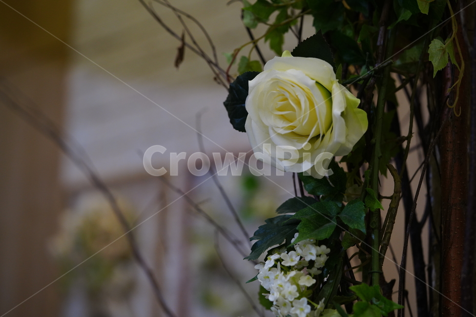 꽃,플라워,장미,화이트,흰색,식물,장식,감성,생물,생화,flower,식물,자연,plants,nature,꽃,flower