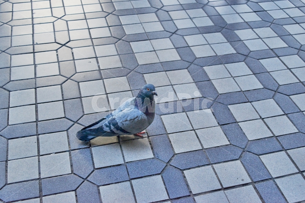 새,조류,비둘기,도시,전철,타일,블럭,동물,animal,조류,새,birds