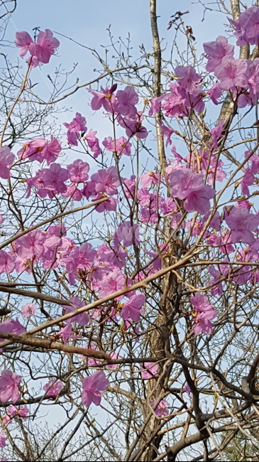 진달래,진달래꽃,분홍,봄,산,봄꽃,봄산,봄나무,나무,식물,자연,plants,nature,꽃,flower