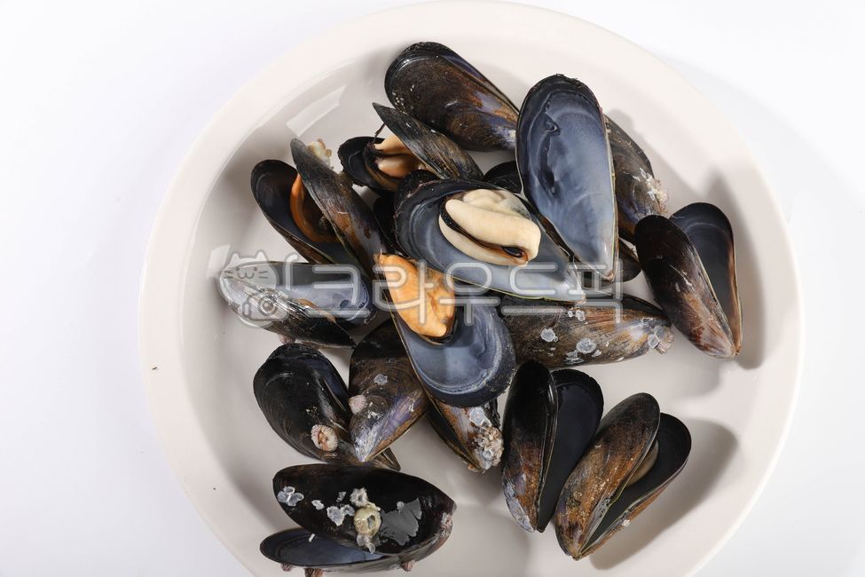 seafood,mussel,sea creatures,clam,food