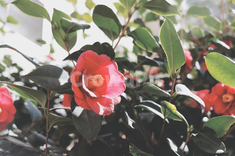 꽃,동백꽃,flower,봄,자연,식물,식물,자연,plants,nature,꽃,flower,감성,sensible,feeling
