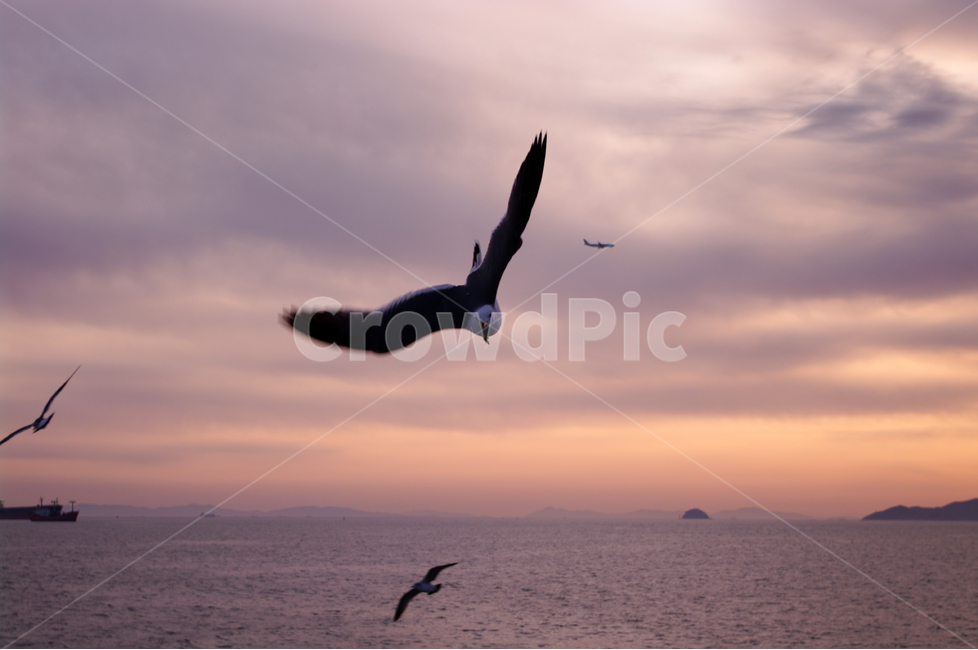 갈매기,새,노을,석양,바다,하늘,서해,한국,구름,풍경,풍광,자연,nature,landscape,동물,animal,조류,새,birds
