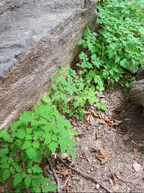 우장산,숲속,하늘,나들이,동네산,산책,나무,수풀,오후,구름,햇빛,식물,자연,plants,nature