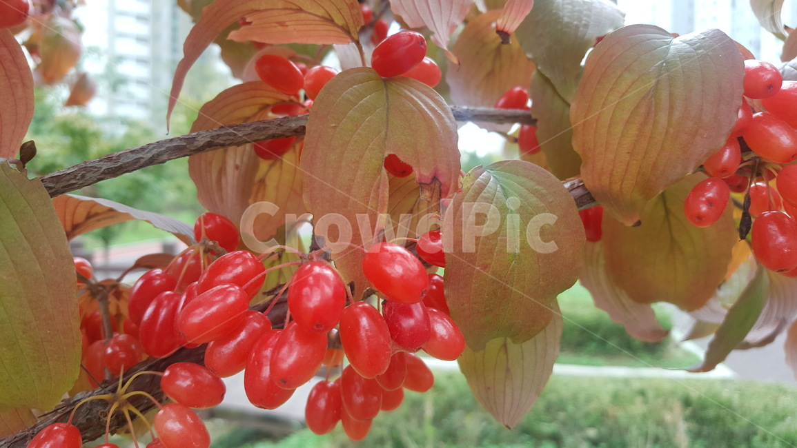 가을,열매,단풍,자연,식물,과일,열매,fruit