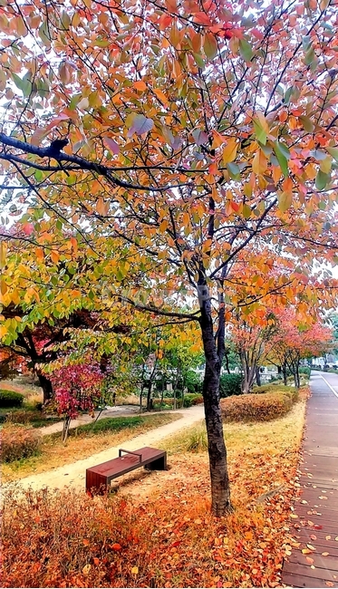 가을,낙엽,가을낙엽,잎,나무,색감,벤치,bench,의자,쓸쓸함,쓸쓸,계절,산책,가을,계절,fall,autumn,season,tree,plant,식물