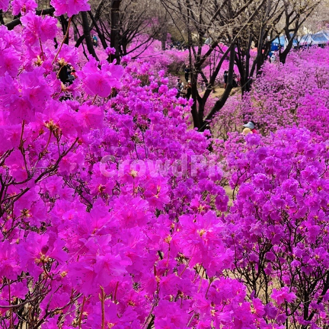 진달래축제,진달래꽃,진달래,봄꽃,꽃