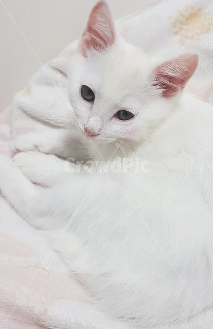 고양이,아기고양이,하얀색고양이,귀여운고양이,자는고양이,동물,animal,포유류,mammal,고양이,cat,kitten,kitty