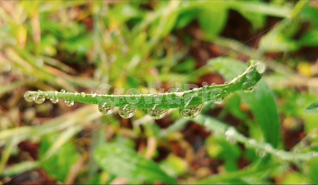 이슬,풀잎,방울,자연,들,식물,자연,plants,nature