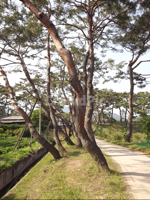 의림지,소나무,나무,제천,유원지,자연,풍경,nature,landscape,식물,plants,나무,trees,wood,tree trunk,나무 줄기,tree,plant