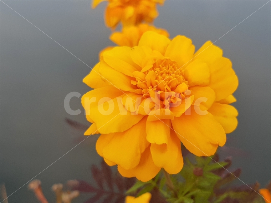 꽃,노란색,flower,yellow,자연,nature,이쁜,아름다운,pretty,beautiful,식물,자연,plants,nature,꽃,flower