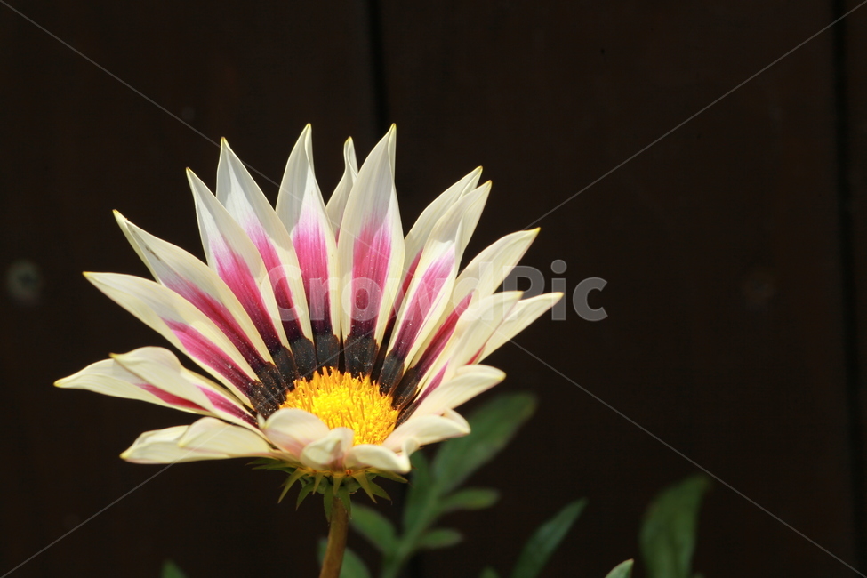 꽃,자연,노랑,행복,여유,식물,자연,plants,nature,꽃,flower
