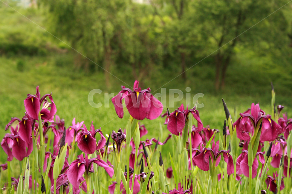 아이리스,식물,flower,plants,nature,꽃,꽃봉오리,꽃밭,식물,자연,plants,nature,꽃,flower