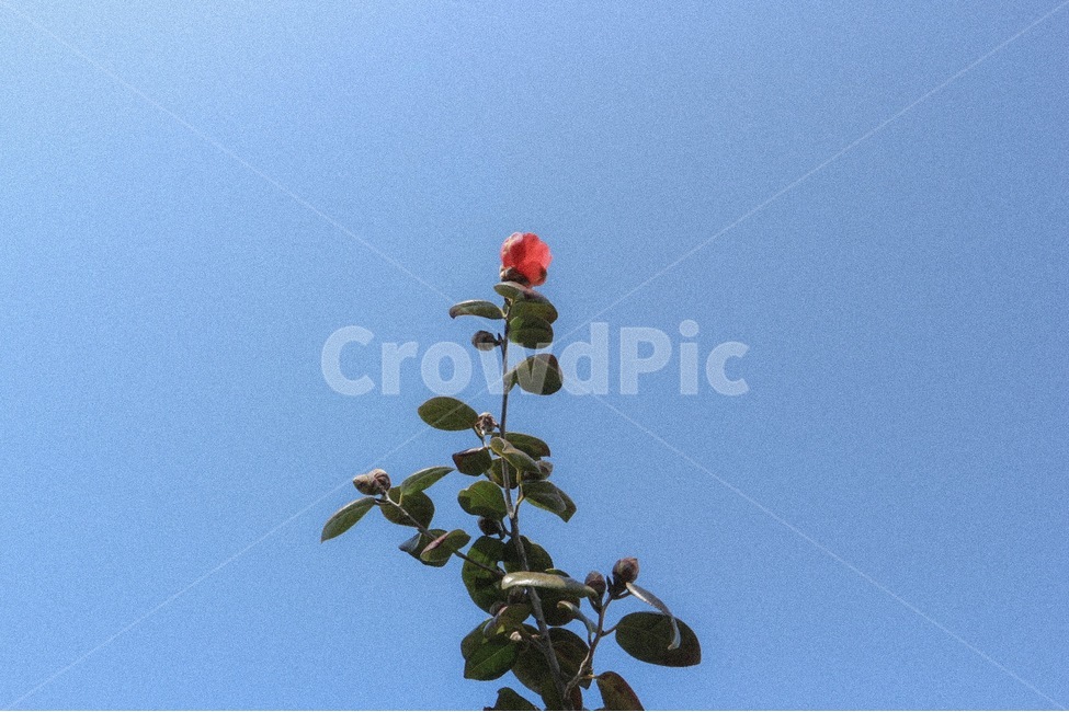 꽃,동백꽃,하늘,나무,풀,자연,배경화면,바탕화면,Flower,Sky,Blue,Natural,Background,Tree,Filter,필터사진,식물,자연,plants,nature,꽃,flower