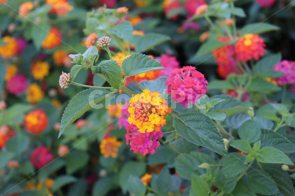 꽃,자연,식물,자연물,flower