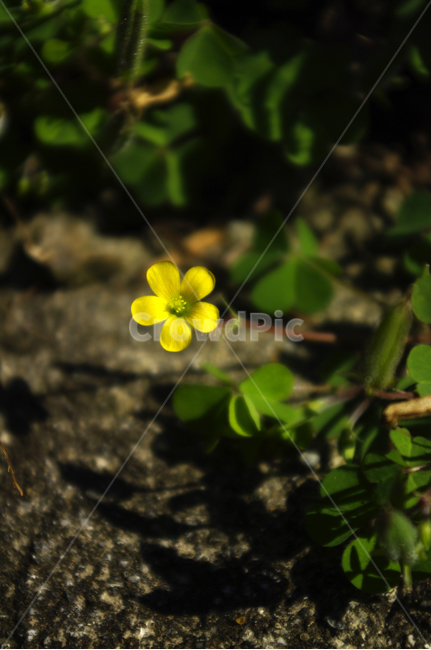 꽃,식물,flower,color,토끼풀,식물,자연,plants,nature,꽃,flower
