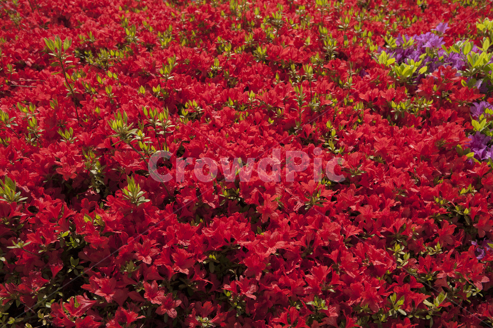 영산홍,진달래,빨간진달래,빨간꽃,봄,꽃,식물,자연,식물,자연,plants,nature,꽃,flower