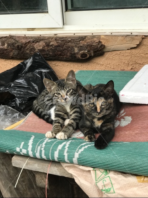 길고양이,고양이,animal,한가로운,시골