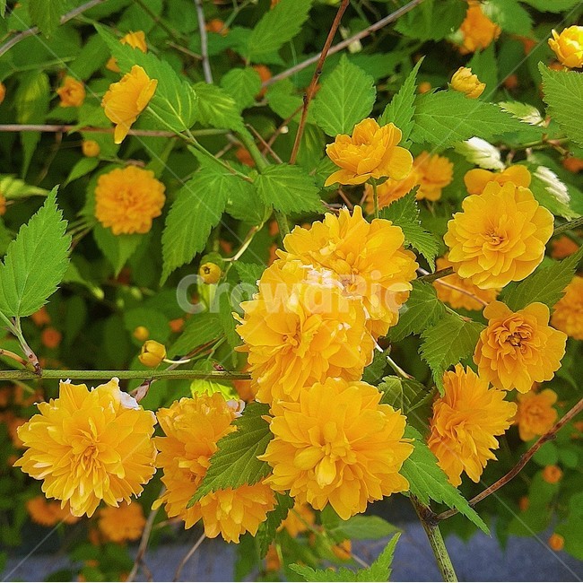 꽃,자연,감성사진,봄,노란색,녹색,yellow,flower