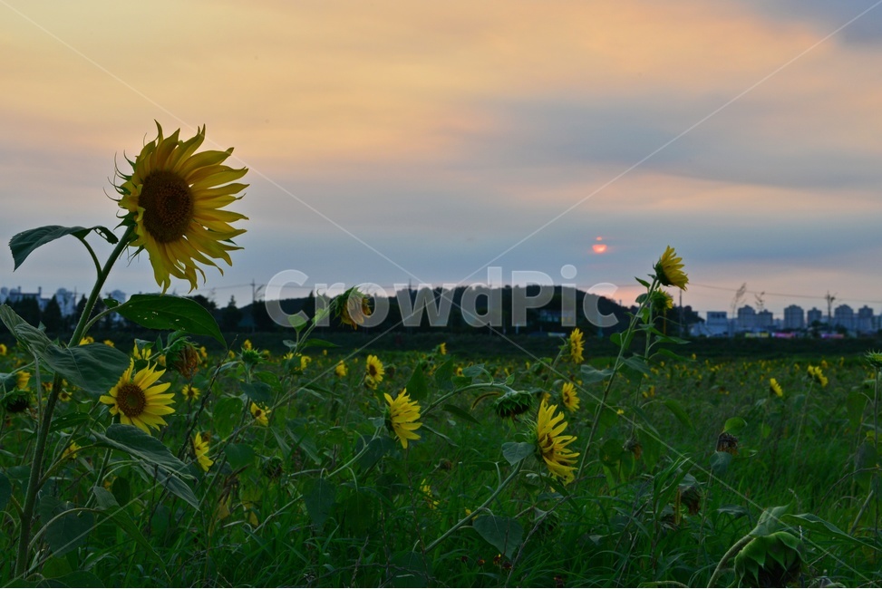 plant,식물,blossom,sunflower,해바라기,flower,꽃,여름,계절,노랑색,노랑,식물,자연,plants,nature,꽃,flower
