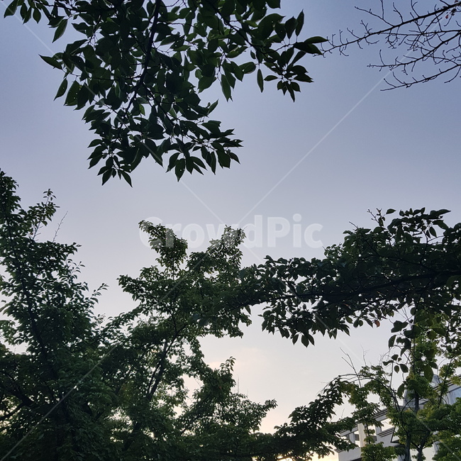 나무,자연,잎,하늘,풍경,자연,풍경,nature,landscape,tree,plant,식물