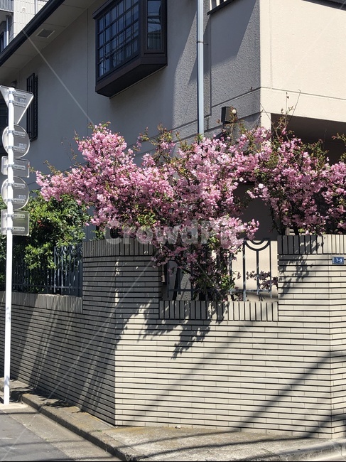 봄,꽃,철쭉,플라워,flower